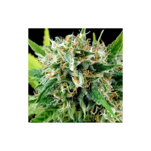 GRANEL Feminizada Super Rosenthal