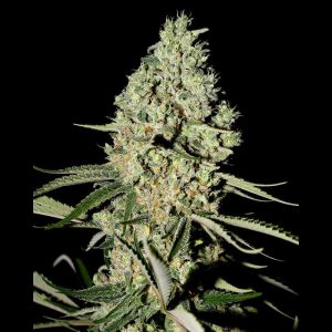 GRANEL Feminizada Critical Bud