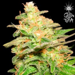 Semilla Feminizada Ramtopia