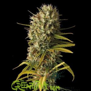 GRANEL Feminizada Amnesia Haze