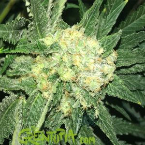 Semilla Feminizada Ice Cream