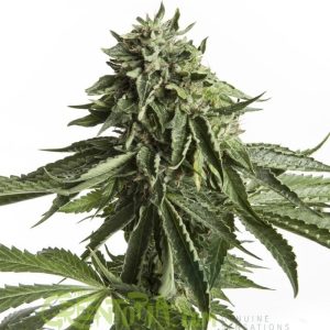 GRANEL Feminzada Matanuska Man