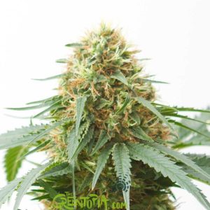 GRANEL Feminizada Northern Light