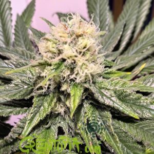 GRANEL Feminizada Somango Man