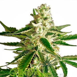 GRANEL Feminizada Panic Moby